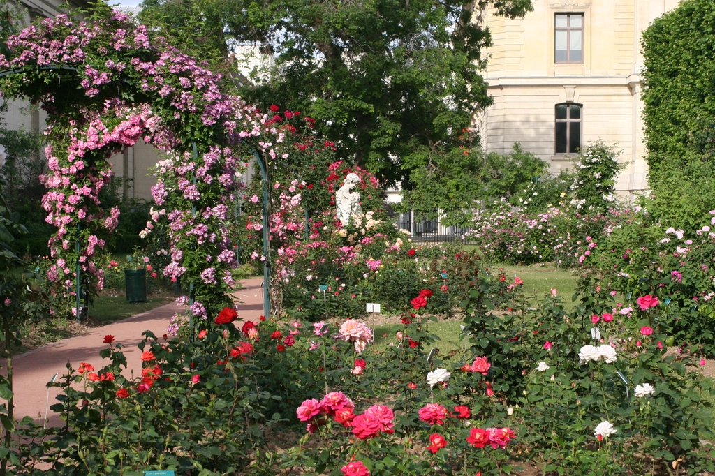 礦物地質學館旁就是玫瑰園 礦物地質學館旁的玫瑰園