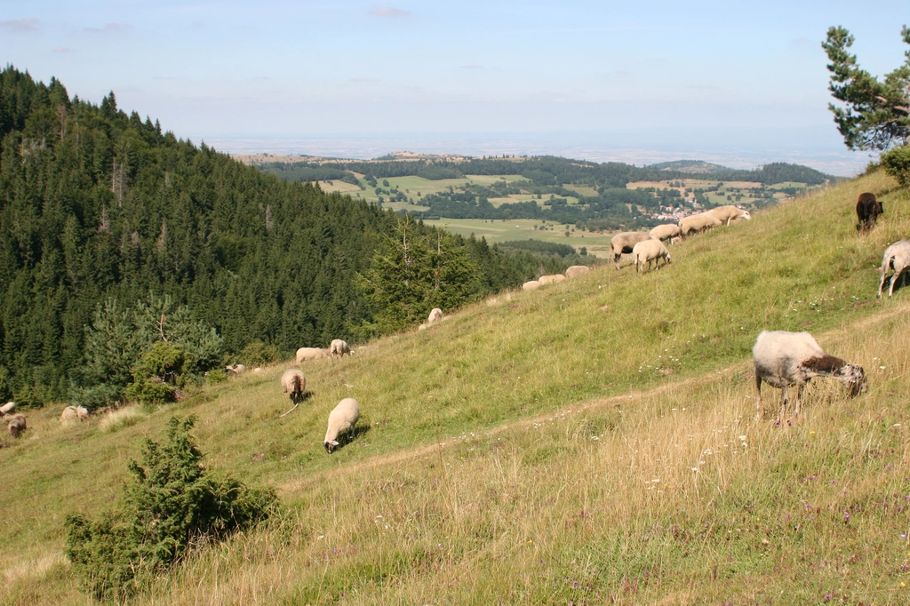 法國中部克勒蒙費朗 (Clermont-Ferrand) 的黑色火山