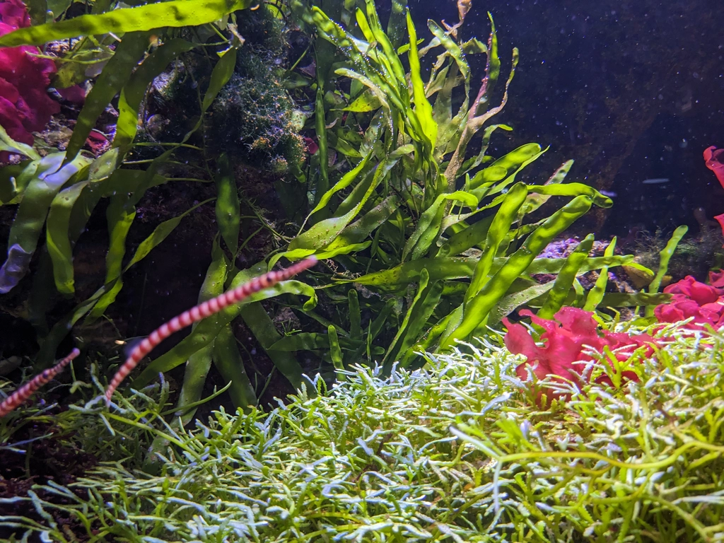 巴黎金門宮地下層有個復古又有趣的熱帶水族館