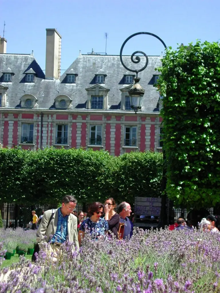 孚日廣場 Place des Vosges 的薰衣草
