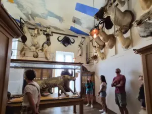 巴黎狩獵自然博物館的動物標本頭像